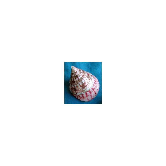 2 x Scallop Shells