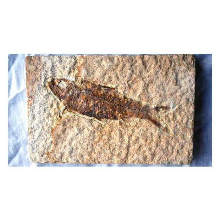 Knightia Fish Fossil