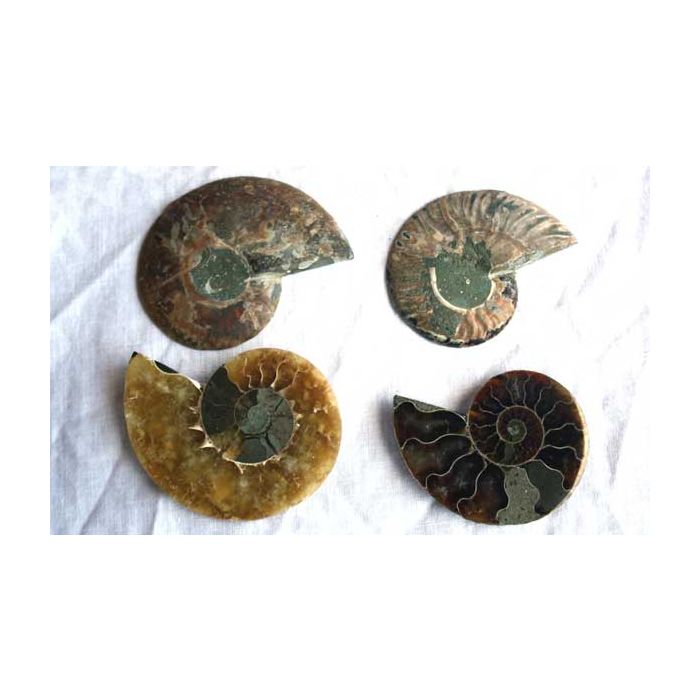 Polished Ammonite
