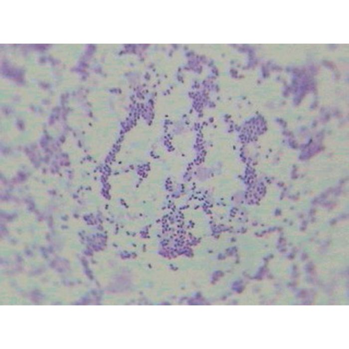 Prepared Microscope Slide - Escherichia coli W.M.