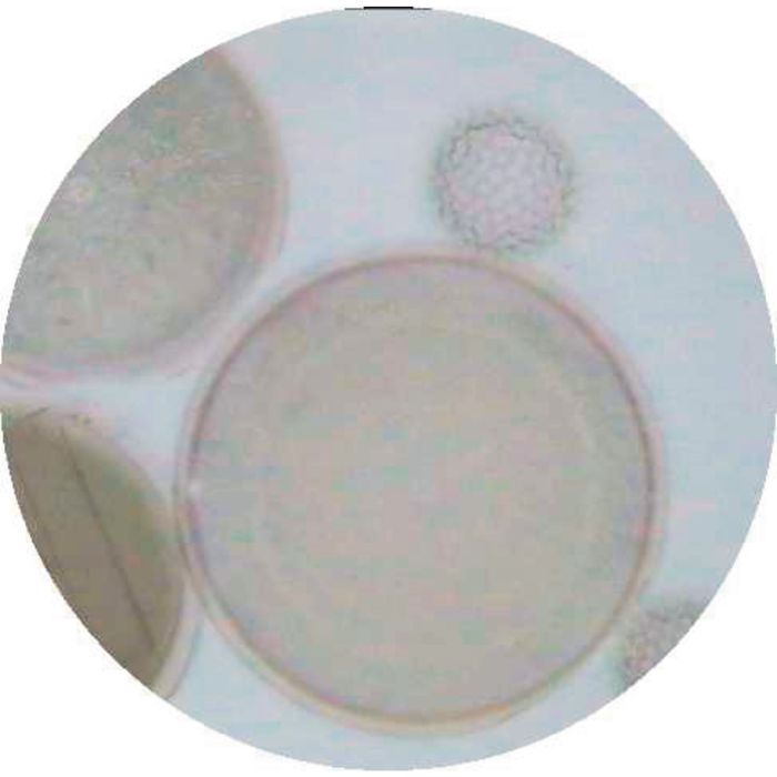 Prepared Microscope Slide - Mixed Protozoa W.M.