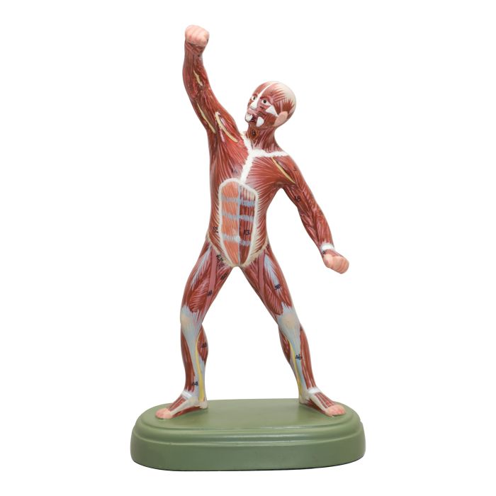Muscle Figure Model+H2