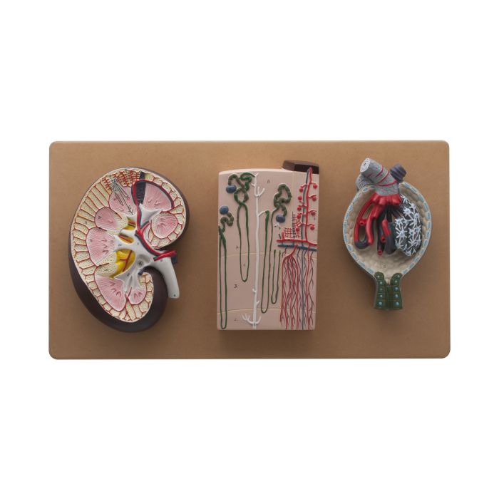 Kidney Section Nephrons Blood Vessels Model