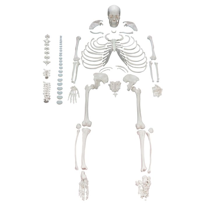 Disarticulated Human Skeleton - Life Size