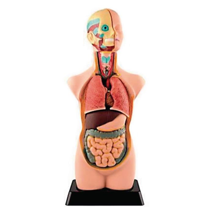 Human Torso Model 11 Parts