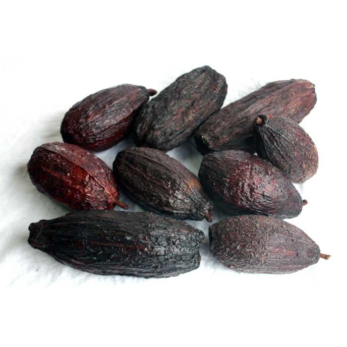 Cocoa Pods x 2