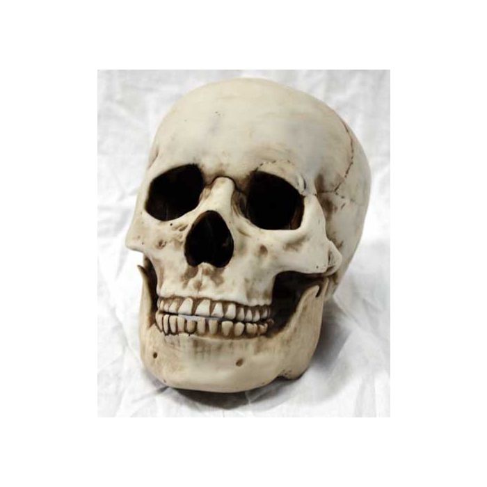Resin Skull
