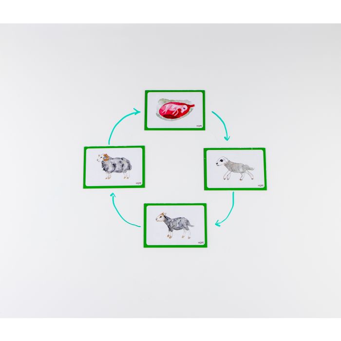 Mammal Life Cycles Magnetic Tiles