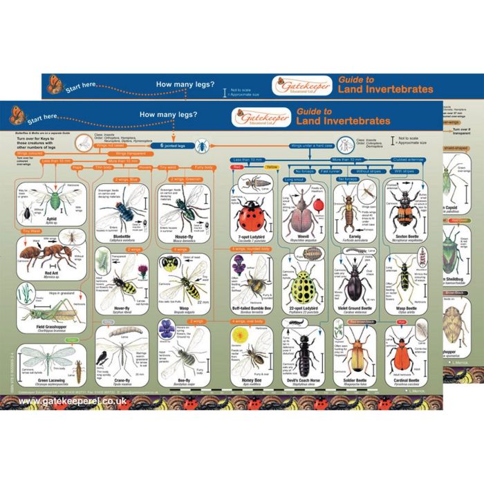 Land Invertebrates Identification Guide Pack