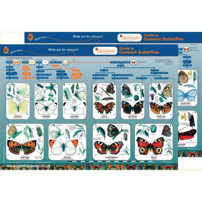 Common Butterflies Identification Guide Pack
