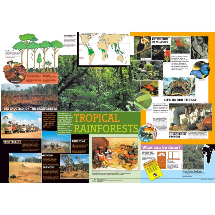Tropical Rainforest Poster
