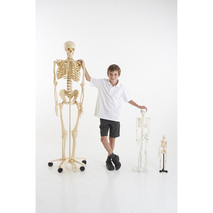 Mini Skeleton