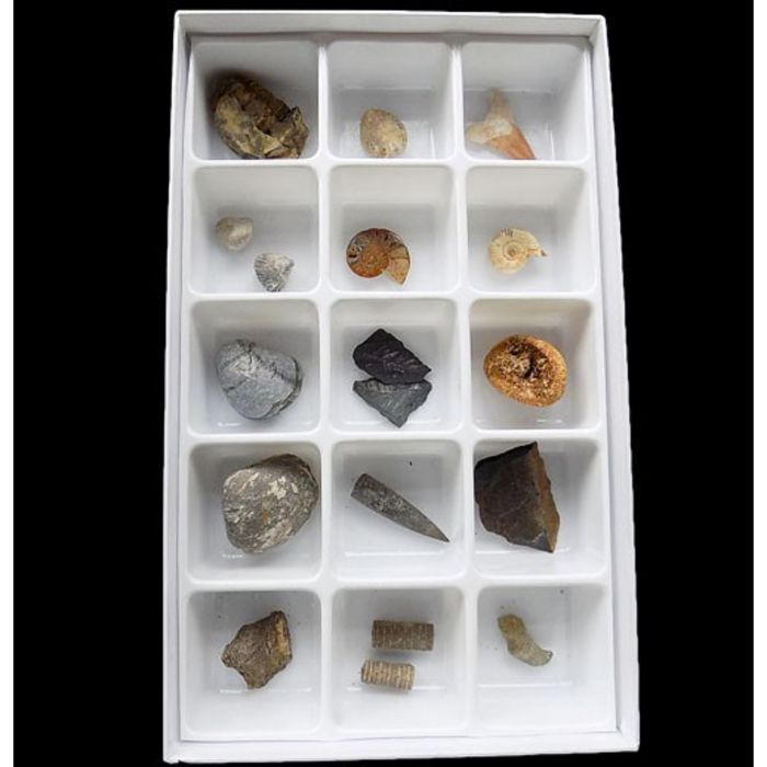 Fossil Set