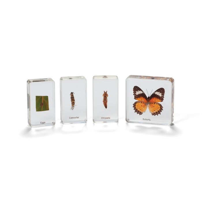 Butterfly Life Cycle Real Life Specimens