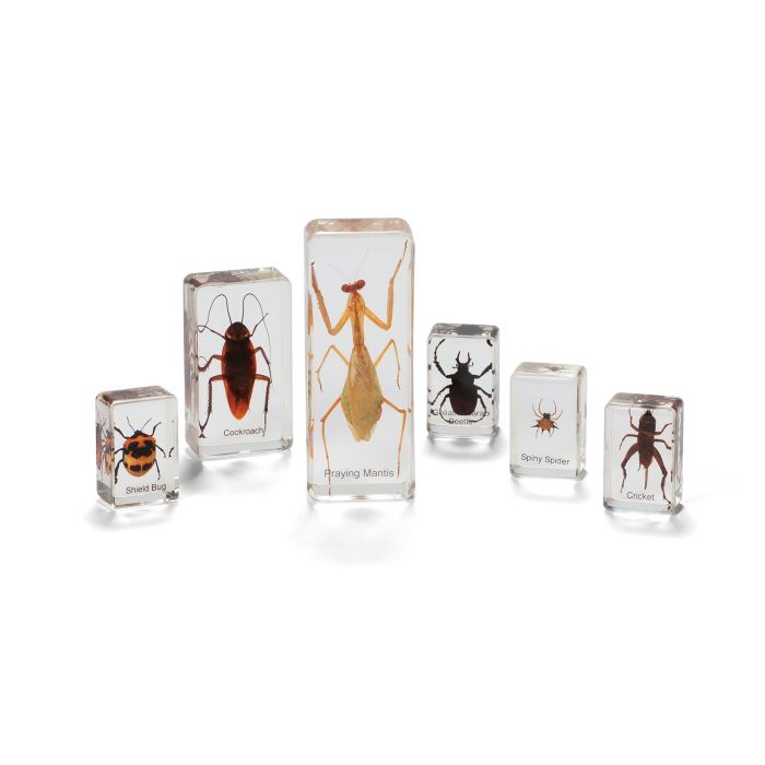 Insects And Spiders Real Life Specimens