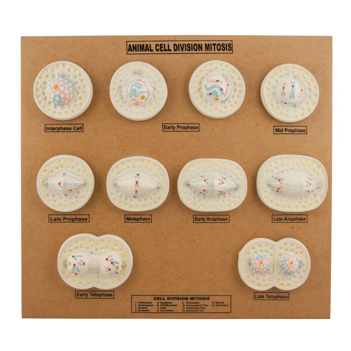 Animal Cell Model: Cel Division- Mitosis