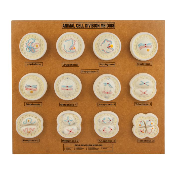 Animal Cell Model: Cel Division- Meiosis