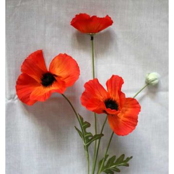 Poppies