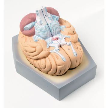 Human Brain Model