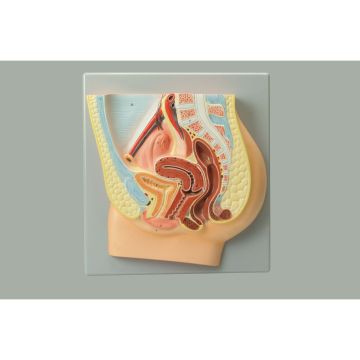 Human Female Reproductive System Model