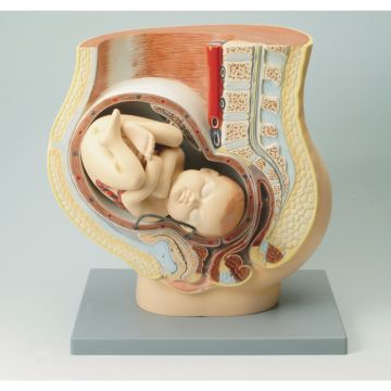 Human Foetus Model