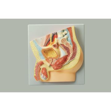 Human Male Reproductive System