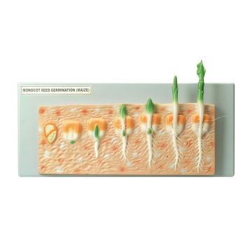 Monocot Seed Germination
