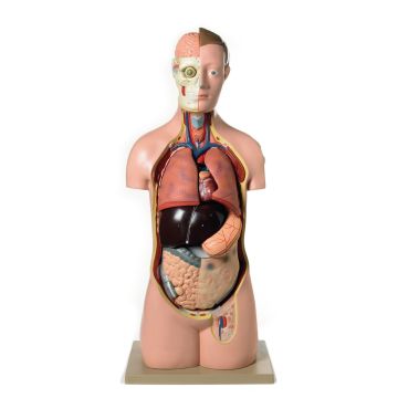 Human Torso Model - 17 Parts
