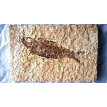 Knightia Fish Fossil
