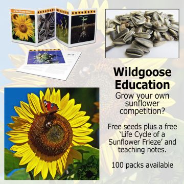 Life Cycle Frieze - A Sunflower Story