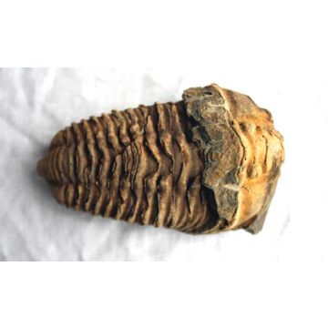 Trilobite