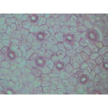 Prepared Microscope Slide Set - Plant Structure - Angiosperms