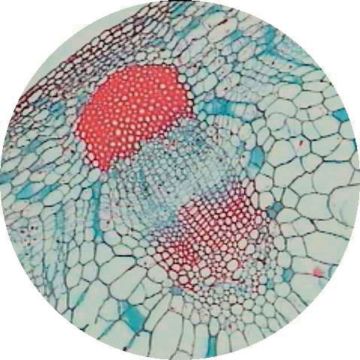 Prepared Microscope Slide Set - Environmental Adaptations of Plants