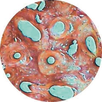 Prepared Microscope Slide Set - Histology I