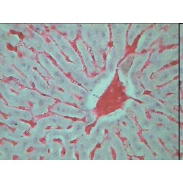 Prepared Microscope Slide Set - Histology II