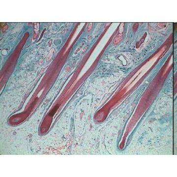 Prepared Microscope Slide Set - Human Anatomy - Set 1