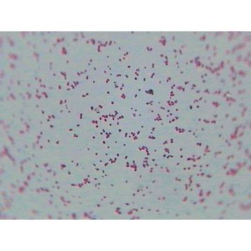Prepared Microscope Slide - Gram +ve and Gram -ve Bacilli W.M.