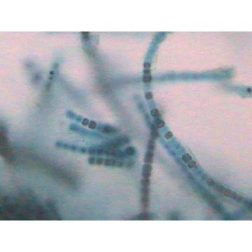 Prepared Microscope Slide - Nostoc Filament 