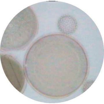 Prepared Microscope Slide - Amoeba Proteus W.M. Selected Specimins