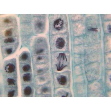 Sunflower (Helianthus) T.S. Root Young