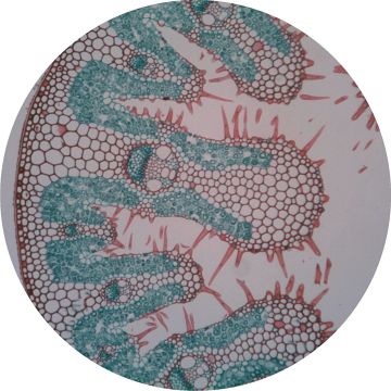 Prepared Microscope Slide - Marram Grass (Ammophila arenaria) - Xerophytic T.S.