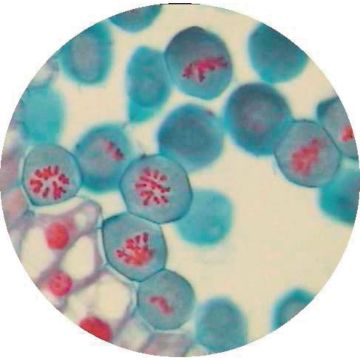 Prepared Microscope Slide - Lily (Lilium Regale) - Anthers T.S. - Early Prophase