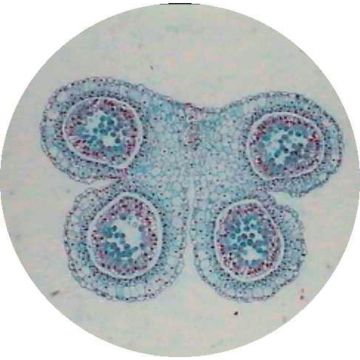 Prepared Microscope Slide - Lily (Lilium Regale) - Anthers T.S. 