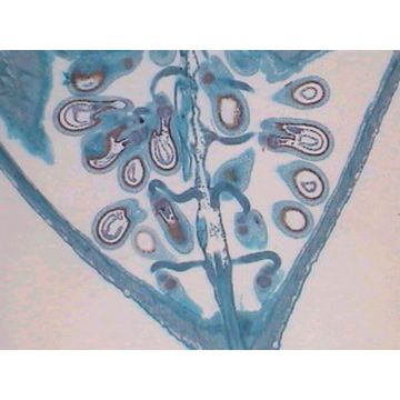 Prepared Microscope Slide - Shepherd's Purse (Capsella) - Ovule L.S.