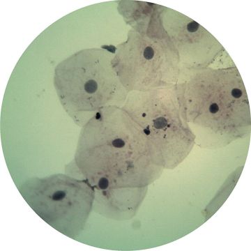 Prepared Microscope Slide - Buccal Smear - Squamous Epithelium