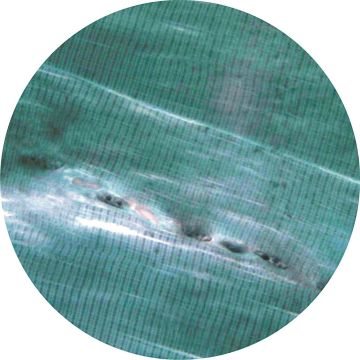 Prepared Microscope Slide - Striated Muscle - Skeletal