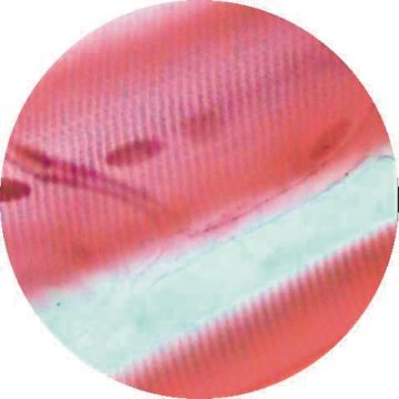 Prepared Microscope Slide - Non-striated (Smooth) Muscle - Intestinal Wall