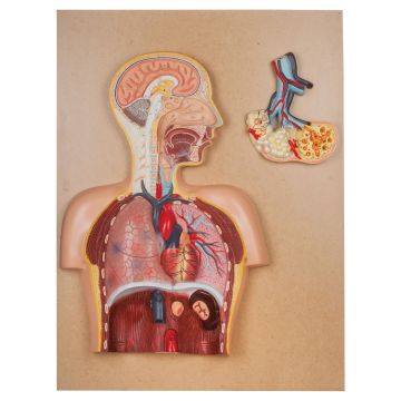 Respiratory System Model