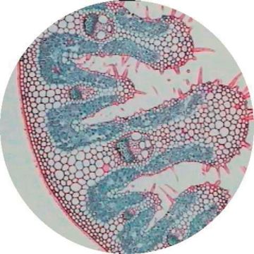 Prepared Microscope Slide - Sorghum Leaf T.S.