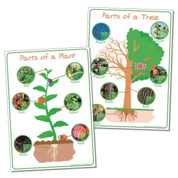 Parts of Plant and Tree - Posters - Pack of 2
